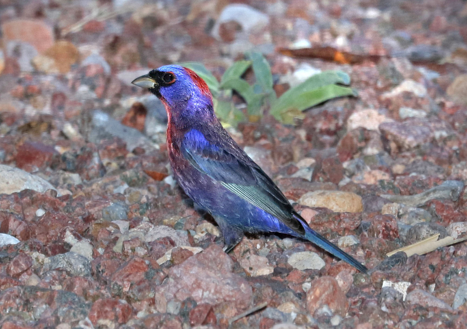 image Varied Bunting